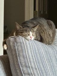 Reunited Female Cat last seen Robert S Garnett, Wilmington, NC 28412