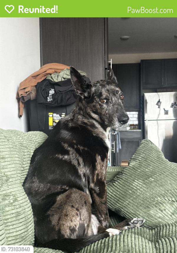 Reunited Female Dog last seen Bart Griffin Road, Maryville, TN 37803
