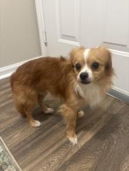 Found/Stray Male Dog last seen Near alexander ridge, Canton, GA 30114