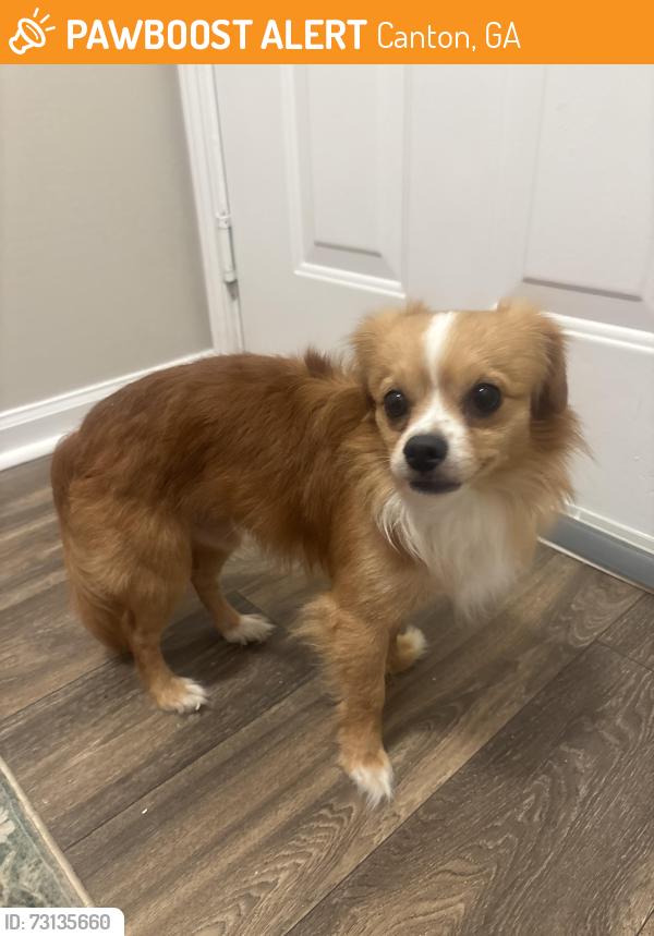 Found/Stray Male Dog last seen Near alexander ridge, Canton, GA 30114