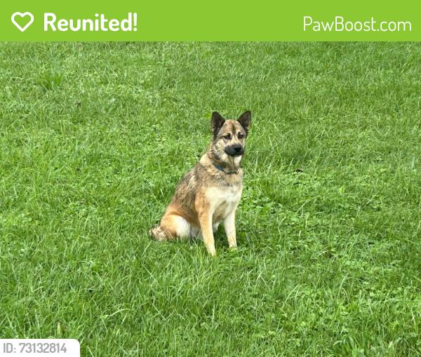 Reunited Female Dog last seen Swanay RD and Old Stage RD intersection (near 715 Swanay RD Limestone, TN), Limestone, TN 37681