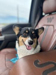 Reunited Female Dog last seen Wetmore & Romero, Tucson, AZ 85705