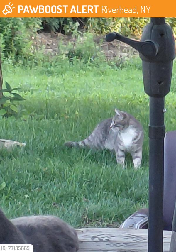 Found/Stray Unknown Cat last seen Penny's rd, Riverhead, NY 11931
