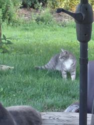 Found/Stray Unknown Cat last seen Penny's rd, Riverhead, NY 11931