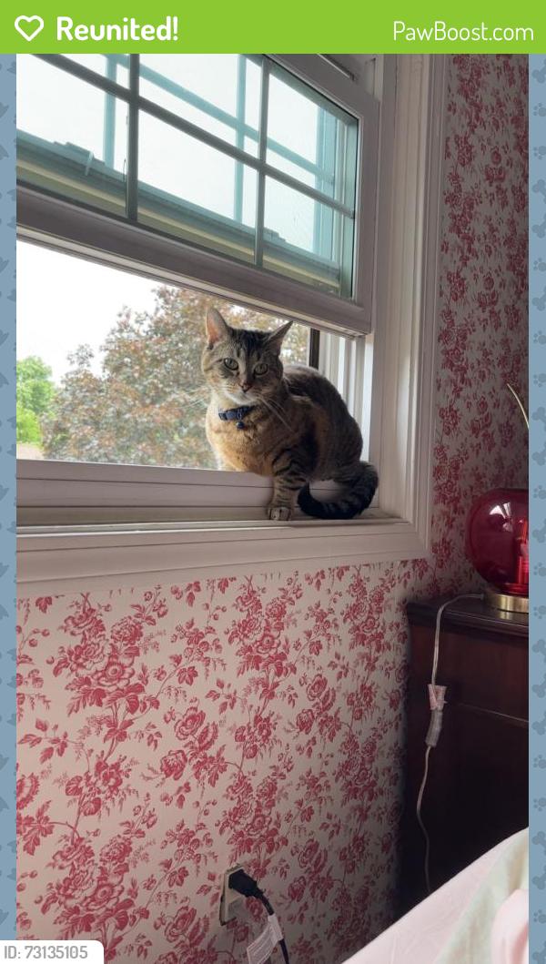 Reunited Male Cat last seen Mattabassett Dr, Meriden, CT 06450
