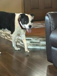 Reunited Male Dog last seen Jamesburg st & Valleyview which is near 21st & Maize, Wichita, KS 67212