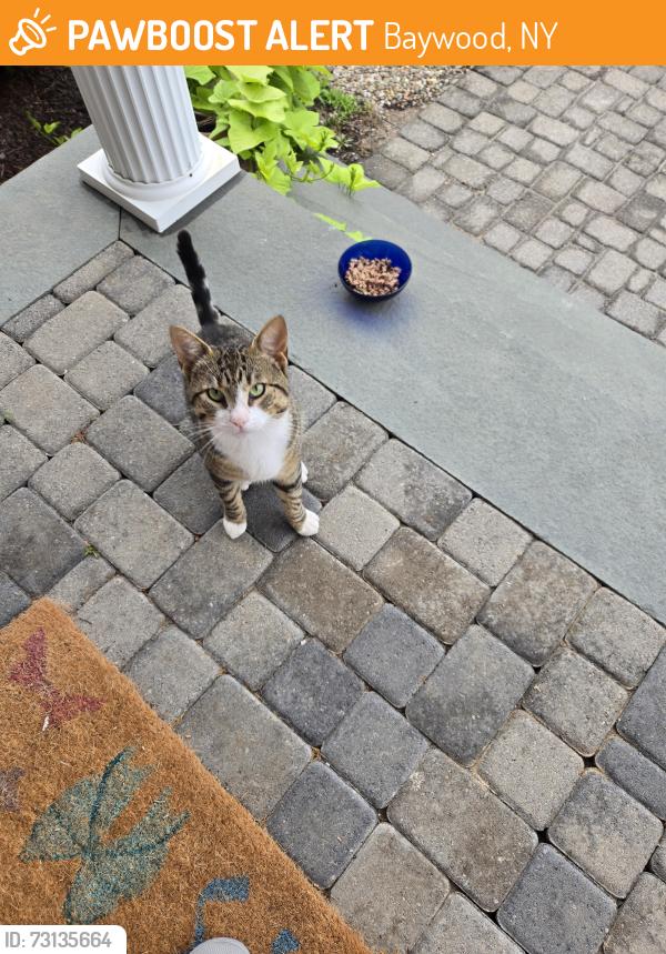Found/Stray Female Cat last seen Brookdale ave and Udall road by Brentwood West Middle School, Baywood, NY 11706
