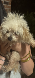 Found/Stray Female Dog last seen Iva, Iva, SC 29655