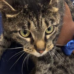 Shelter Stray Female Cat last seen , 21800 Central Ave, Matteson, IL 60443, USA