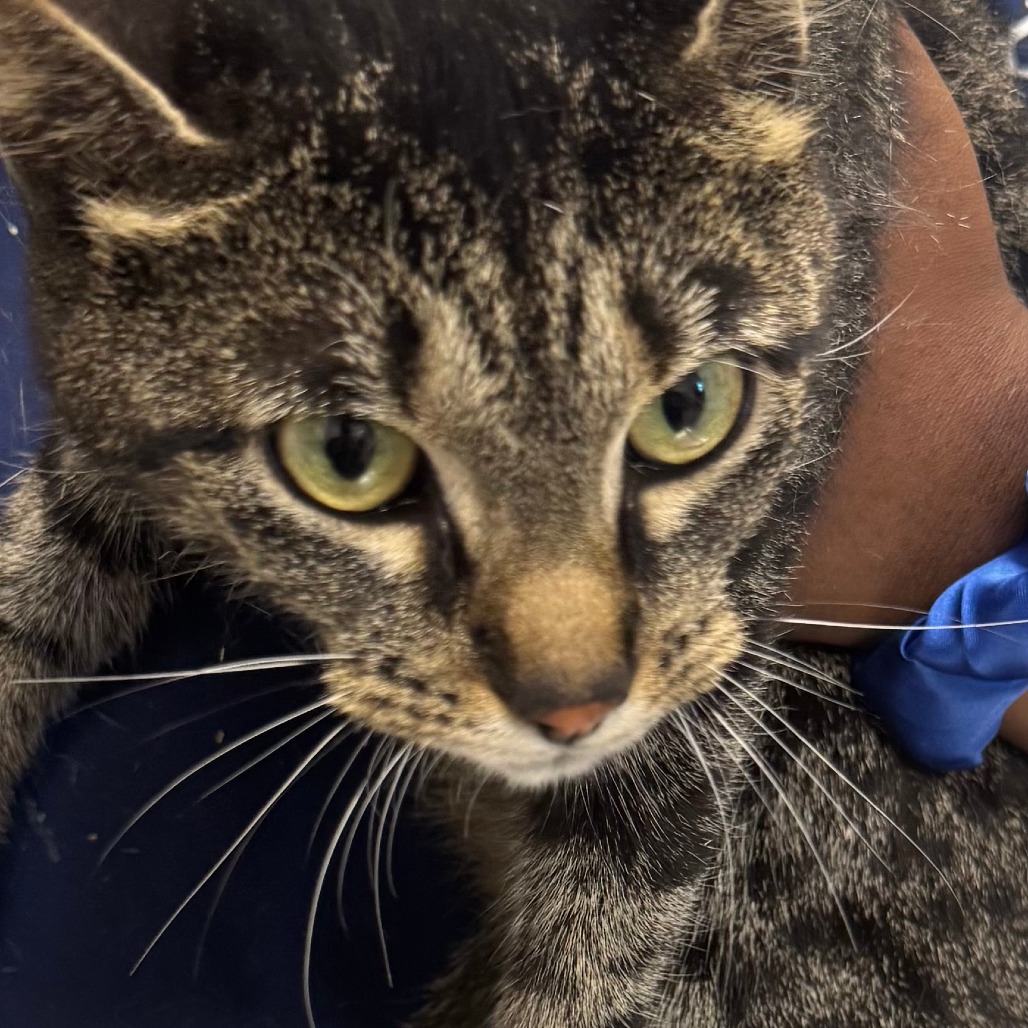 Shelter Stray Female Cat last seen , 21800 Central Ave, Matteson, IL 60443, USA