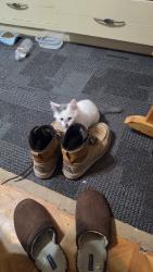 Lost Male Cat last seen Near, San Antonio, TX 78214