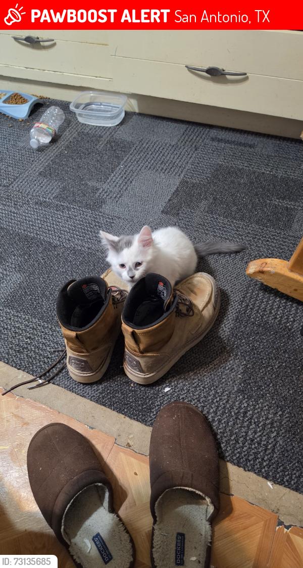 Lost Male Cat last seen Near, San Antonio, TX 78214