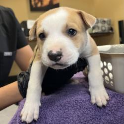 Shelter Stray Male Dog last seen , 4575 E Mesquite Ave, Palm Springs, CA 92264, USA