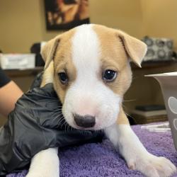 Shelter Stray Male Dog last seen , 4575 E Mesquite Ave, Palm Springs, CA 92264, USA