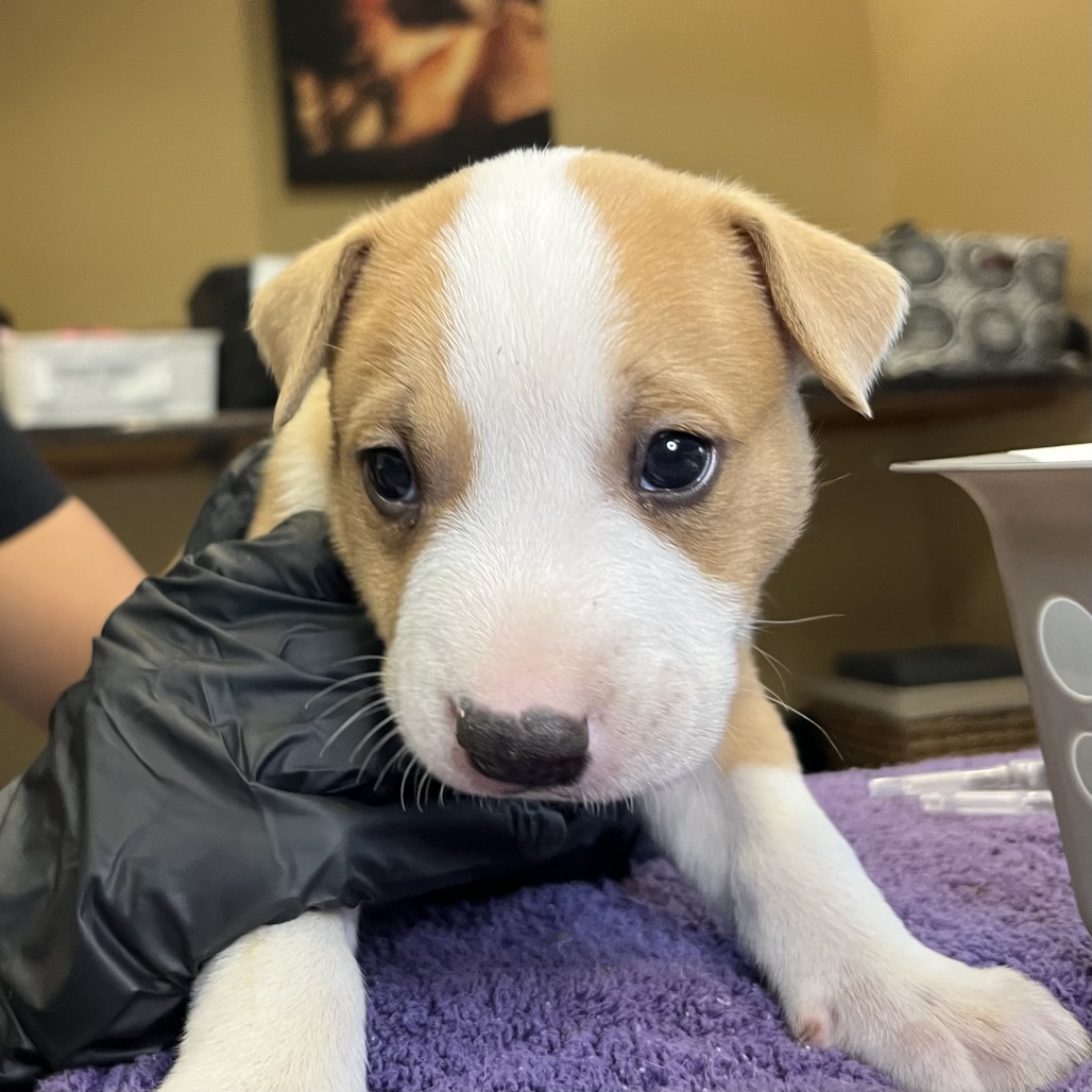 Shelter Stray Male Dog last seen , 4575 E Mesquite Ave, Palm Springs, CA 92264, USA