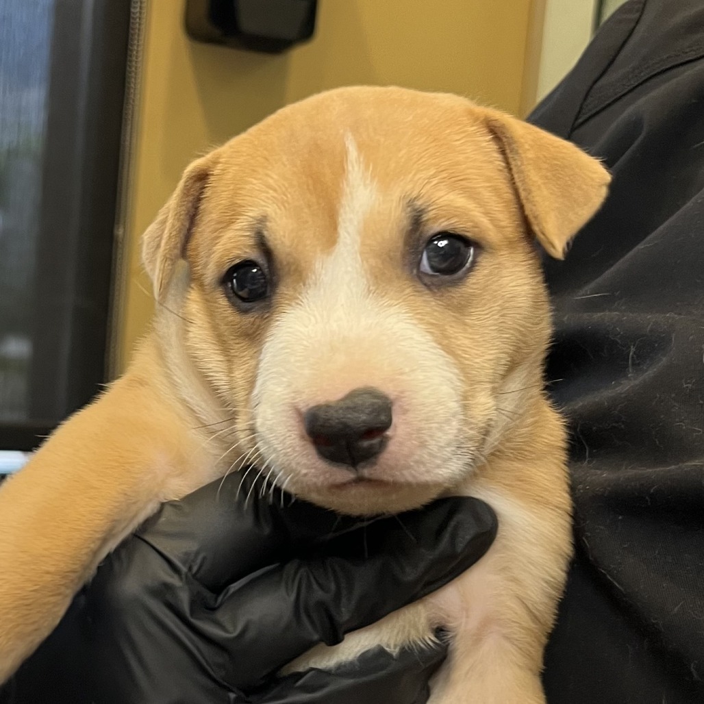 Shelter Stray Female Dog last seen , 4575 E Mesquite Ave, Palm Springs, CA 92264, USA