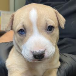 Shelter Stray Female Dog last seen , 4575 E Mesquite Ave, Palm Springs, CA 92264, USA