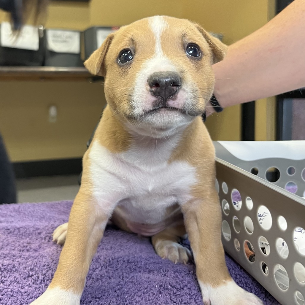 Shelter Stray Female Dog last seen , 4575 E Mesquite Ave, Palm Springs, CA 92264, USA