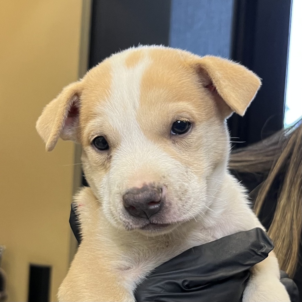 Shelter Stray Female Dog last seen , 4575 E Mesquite Ave, Palm Springs, CA 92264, USA