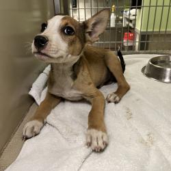 Shelter Stray Male Dog last seen , 4575 E Mesquite Ave, Palm Springs, CA 92264, USA