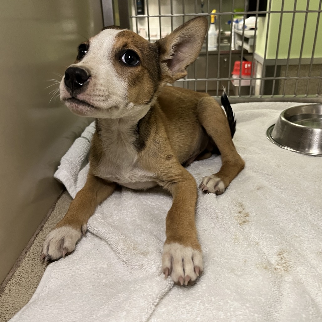 Shelter Stray Male Dog last seen , 4575 E Mesquite Ave, Palm Springs, CA 92264, USA