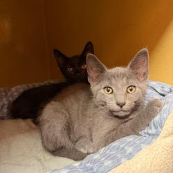 Shelter Stray Male Cat last seen , Animal Care & Control Team of Philly, 111 W Hunting Park Ave, Philadelphia, PA 19140, USA
