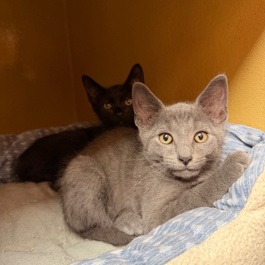 Shelter Stray Male Cat last seen , Animal Care & Control Team of Philly, 111 W Hunting Park Ave, Philadelphia, PA 19140, USA
