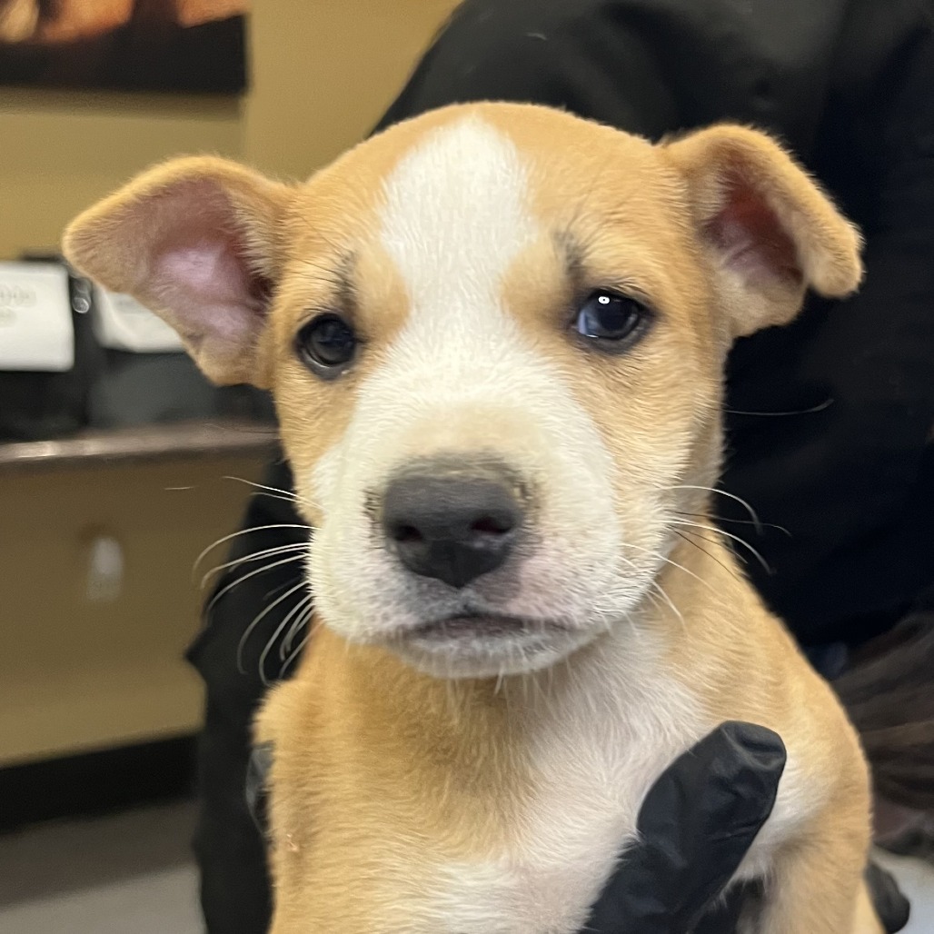Shelter Stray Male Dog last seen , 4575 E Mesquite Ave, Palm Springs, CA 92264, USA