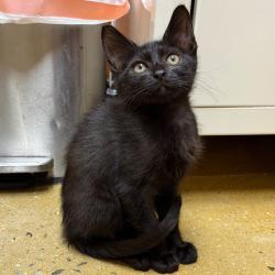 Shelter Stray Male Cat last seen , Animal Care & Control Team of Philly, 111 W Hunting Park Ave, Philadelphia, PA 19140, USA