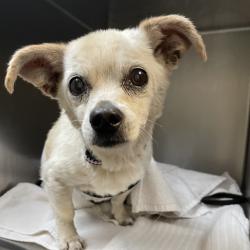 Shelter Stray Male Dog last seen , 361 S Raymond Ave, Pasadena, CA 91105, USA