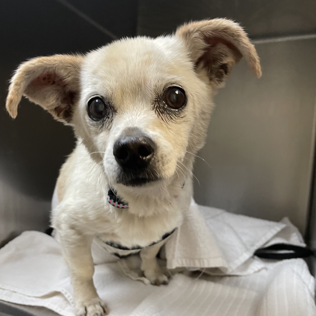 Shelter Stray Male Dog last seen , 361 S Raymond Ave, Pasadena, CA 91105, USA