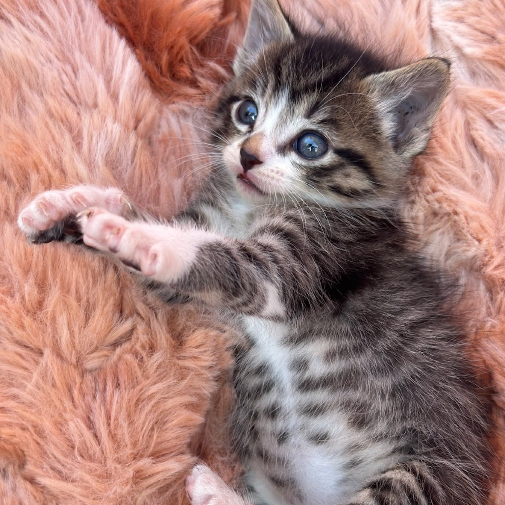 Shelter Stray Female Cat last seen , 361 S Raymond Ave, Pasadena, CA 91105, USA