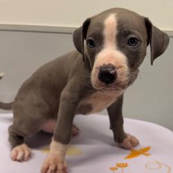 Shelter Stray Male Dog last seen , 3607 N Armenia Ave, Tampa, FL 33607, USA