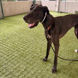 Shelter Stray Male Dog last seen , 361 S Raymond Ave, Pasadena, CA 91105, USA