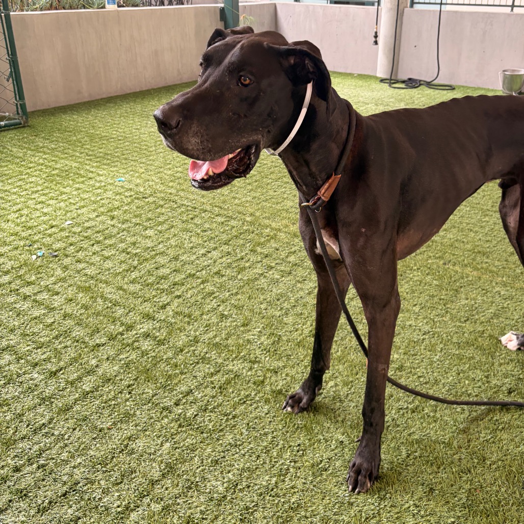 Shelter Stray Male Dog last seen , 361 S Raymond Ave, Pasadena, CA 91105, USA