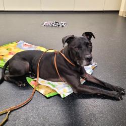 Shelter Stray Male Dog last seen , 361 S Raymond Ave, Pasadena, CA 91105, USA