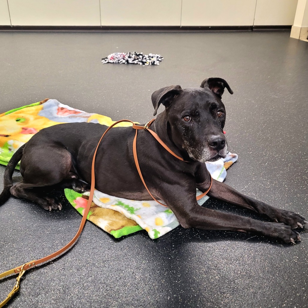Shelter Stray Male Dog last seen , 361 S Raymond Ave, Pasadena, CA 91105, USA
