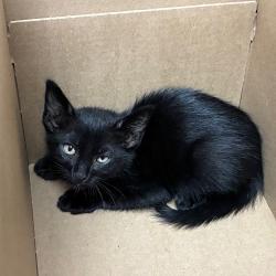 Shelter Stray Male Cat last seen , 361 S Raymond Ave, Pasadena, CA 91105, USA