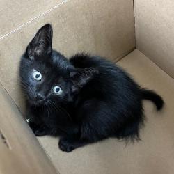 Shelter Stray Male Cat last seen , 361 S Raymond Ave, Pasadena, CA 91105, USA