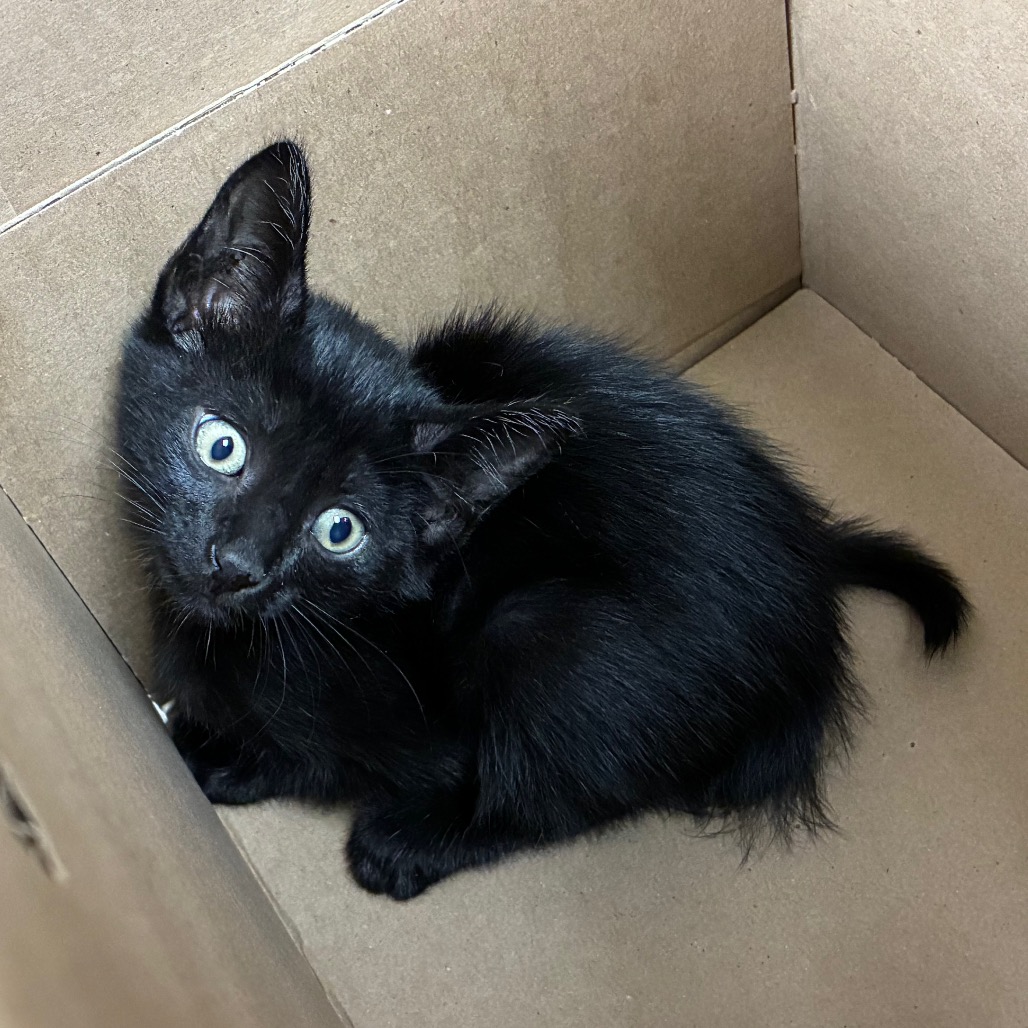 Shelter Stray Male Cat last seen , 361 S Raymond Ave, Pasadena, CA 91105, USA