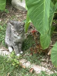 Found/Stray Female Cat last seen San pedro, San Antonio, TX 78201