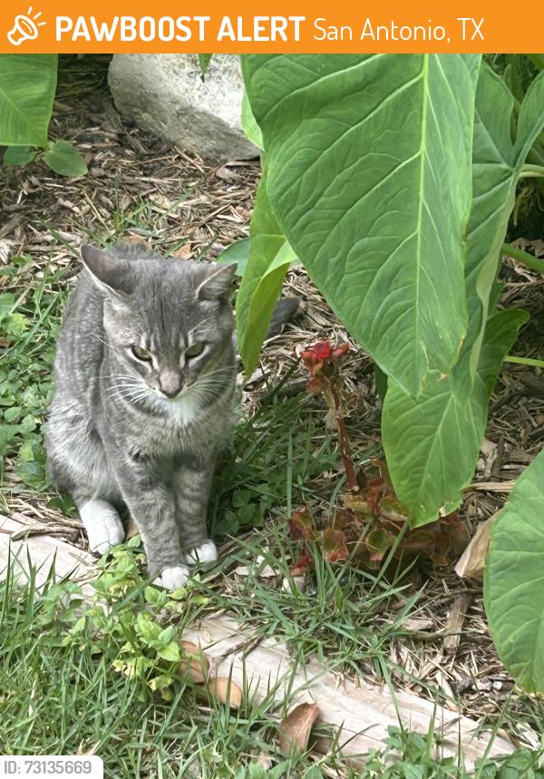 Found/Stray Female Cat last seen San pedro, San Antonio, TX 78201