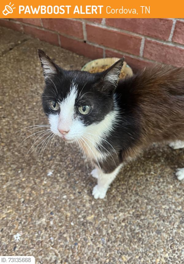 Found/Stray Female Cat last seen Mirage Lane/Spanish Trail/Country Walk, Cordova, TN 38018