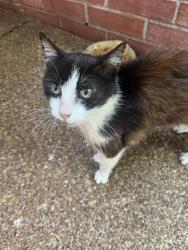 Found/Stray Female Cat last seen Mirage Lane/Spanish Trail/Country Walk, Cordova, TN 38018
