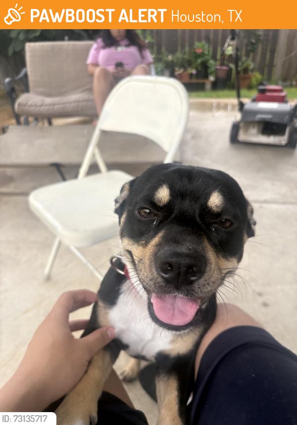 Found/Stray Male Dog last seen Presdio, Houston, TX 77053