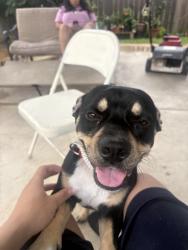 Found/Stray Male Dog last seen Presdio, Houston, TX 77053