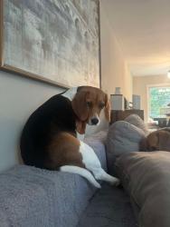 Reunited Female Dog last seen Park ave Randolph Nj, Randolph, NJ 07869
