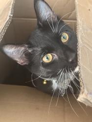 Lost Male Cat last seen sutters ln, Bowie, MD 20720