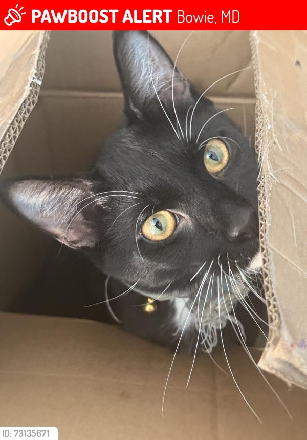 Lost Male Cat last seen sutters ln, Bowie, MD 20720