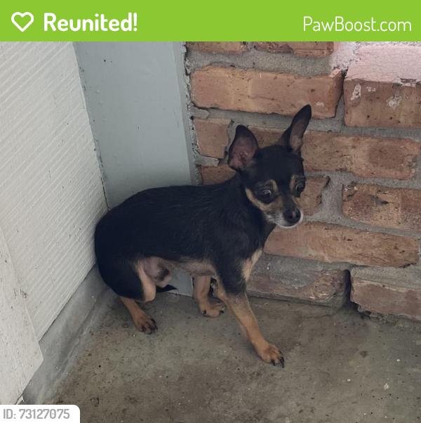 Reunited Male Dog last seen Houston, TX 77062, USA, Houston, TX 77062